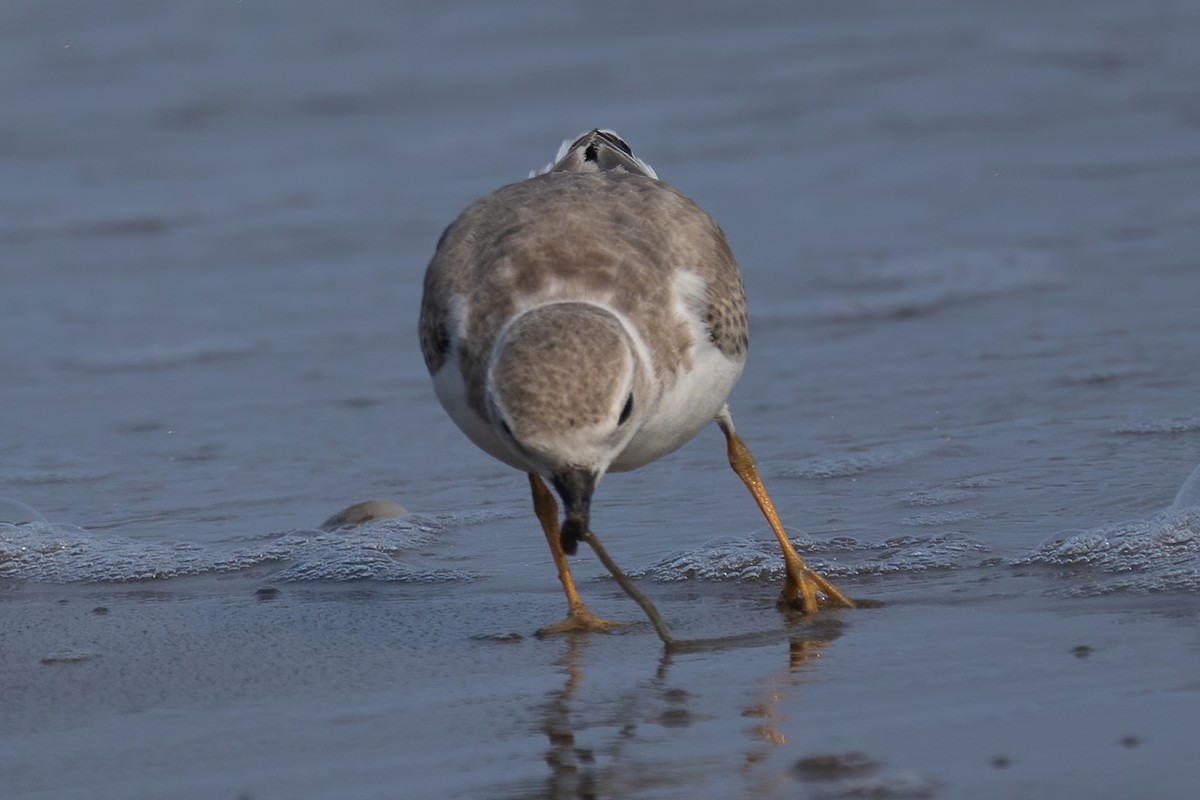 Piping Plover - ML609336354