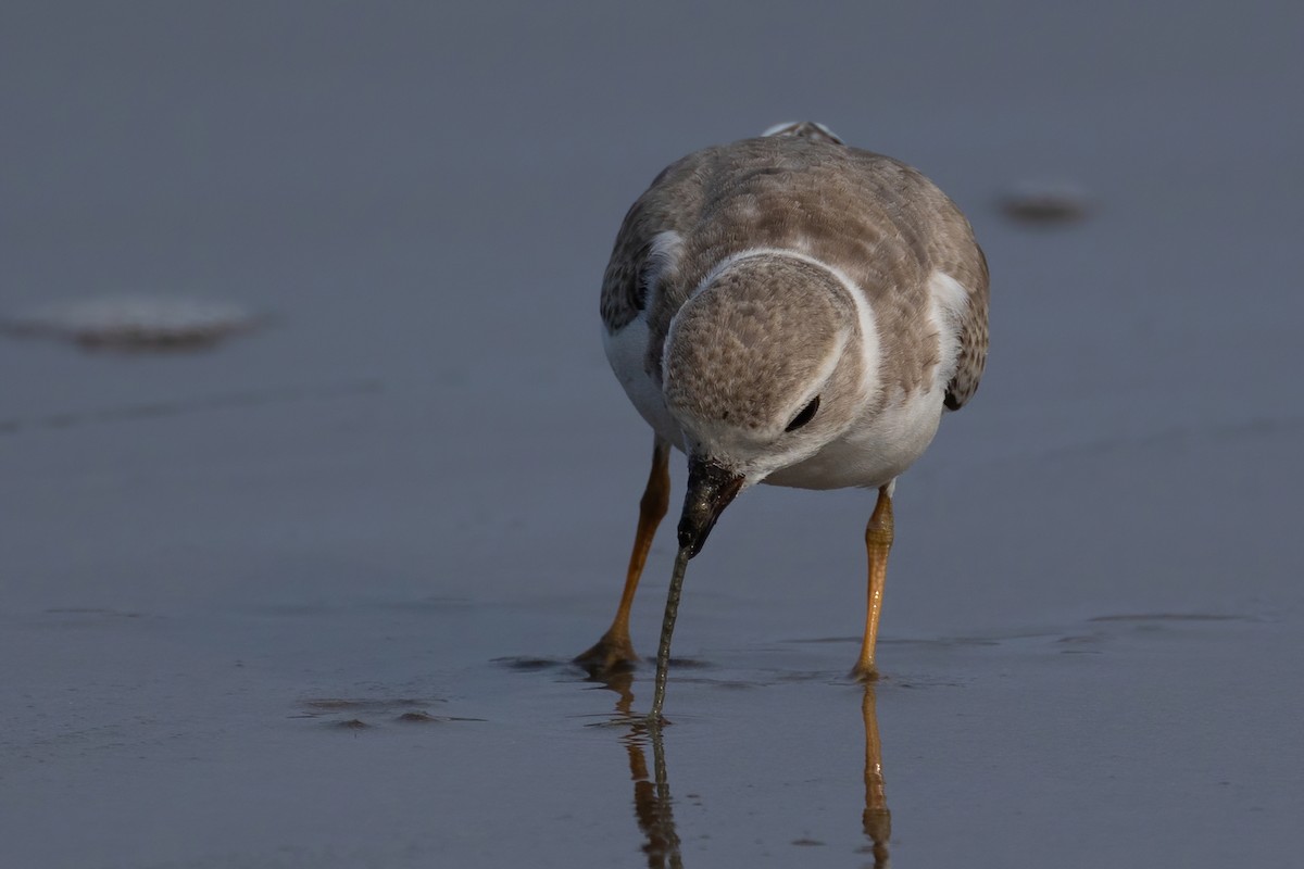 Piping Plover - ML609336355