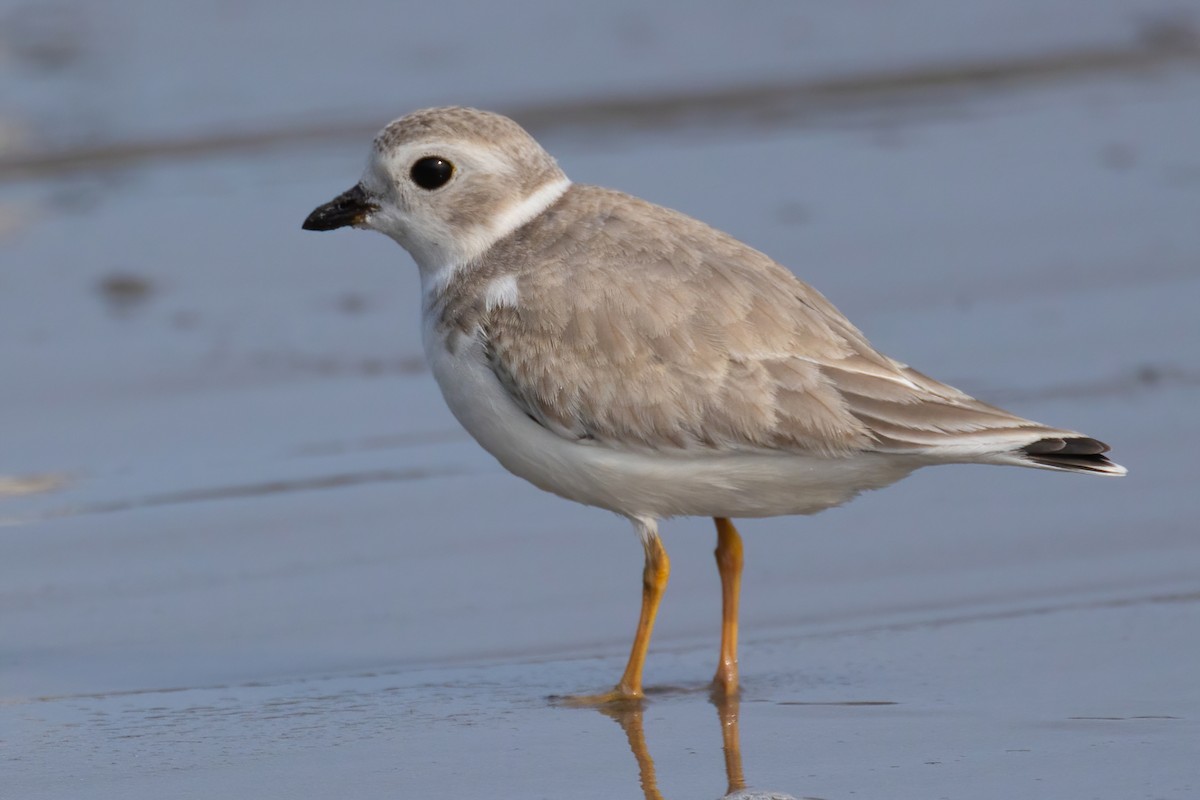 Piping Plover - ML609336356