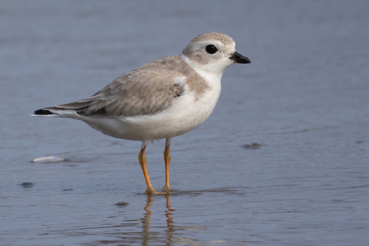 Piping Plover - ML609336358