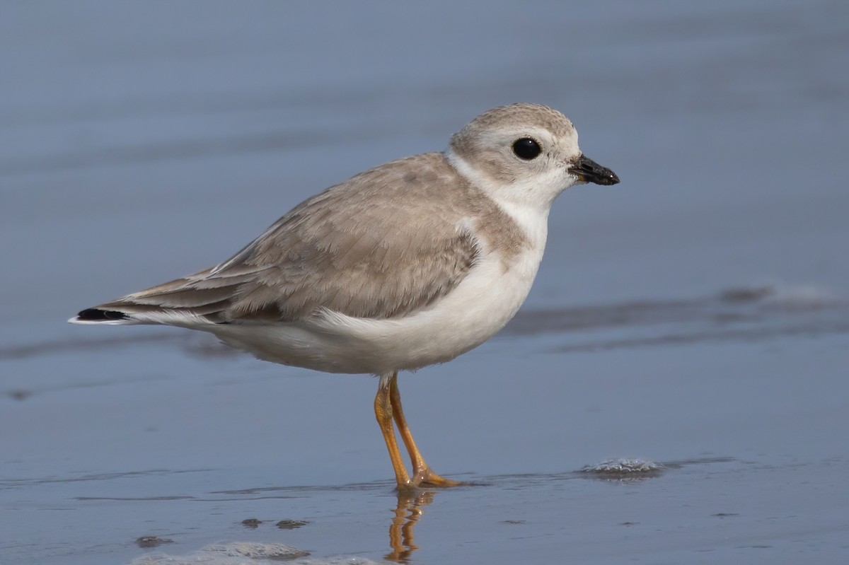 Piping Plover - ML609336359