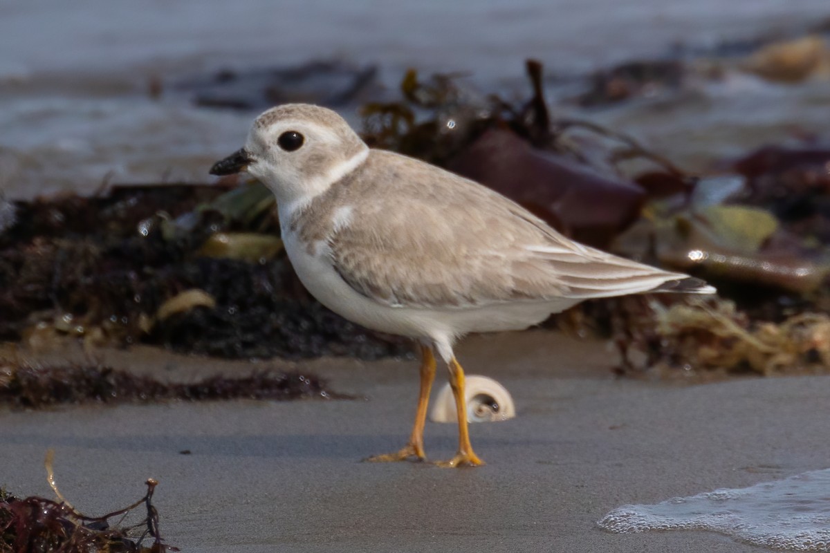 Piping Plover - ML609336360