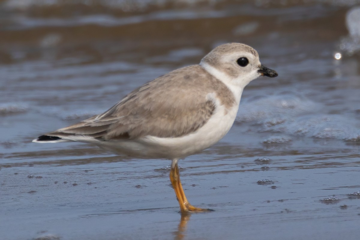 Piping Plover - ML609336362