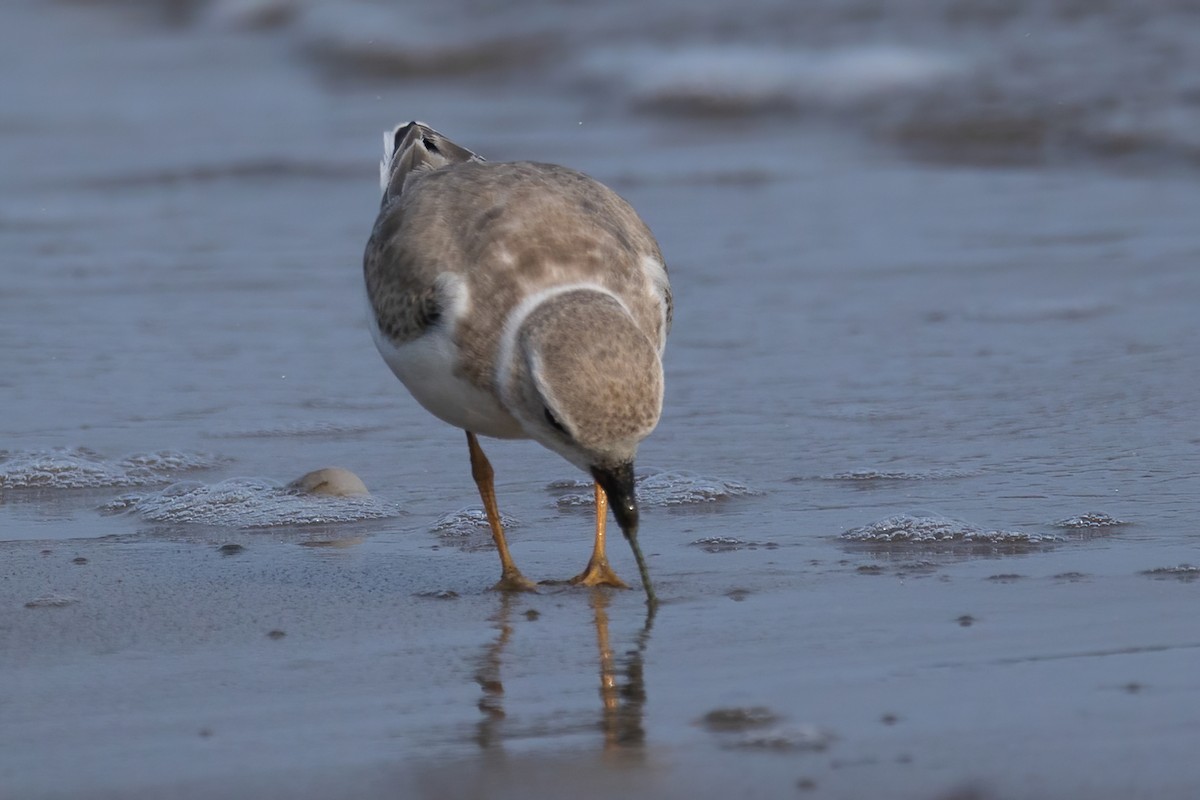 Piping Plover - ML609336363