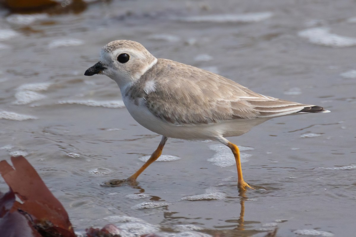 Piping Plover - ML609336364