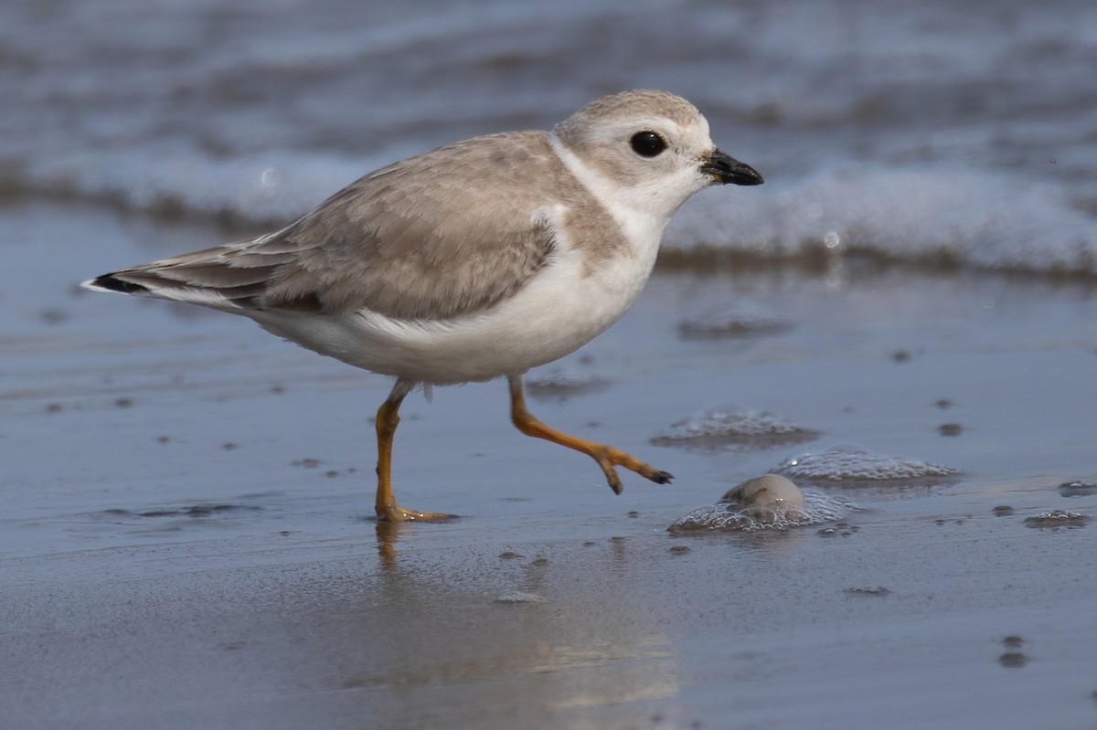 Piping Plover - ML609336365