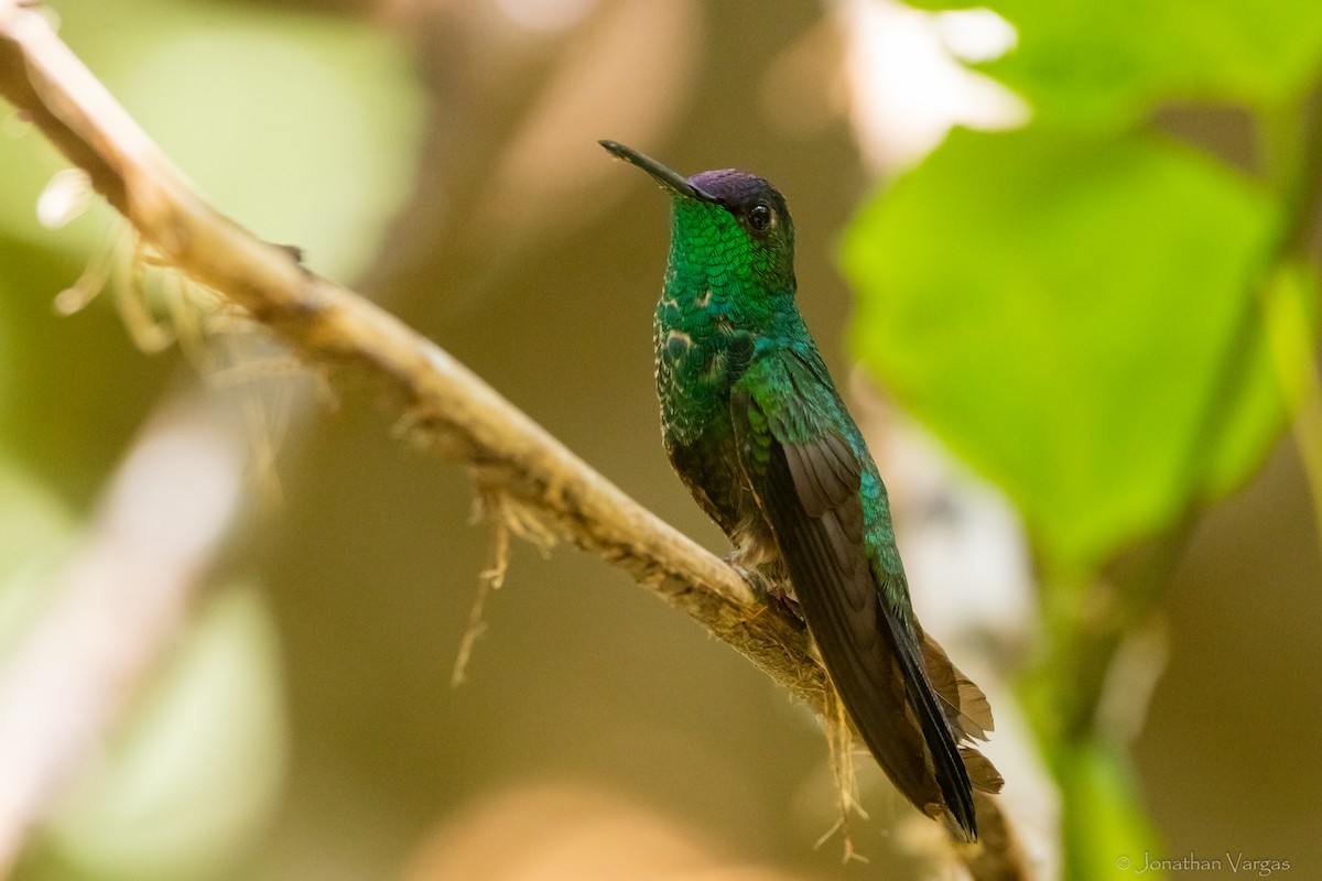 Mexican Woodnymph - Jonathan Vargas