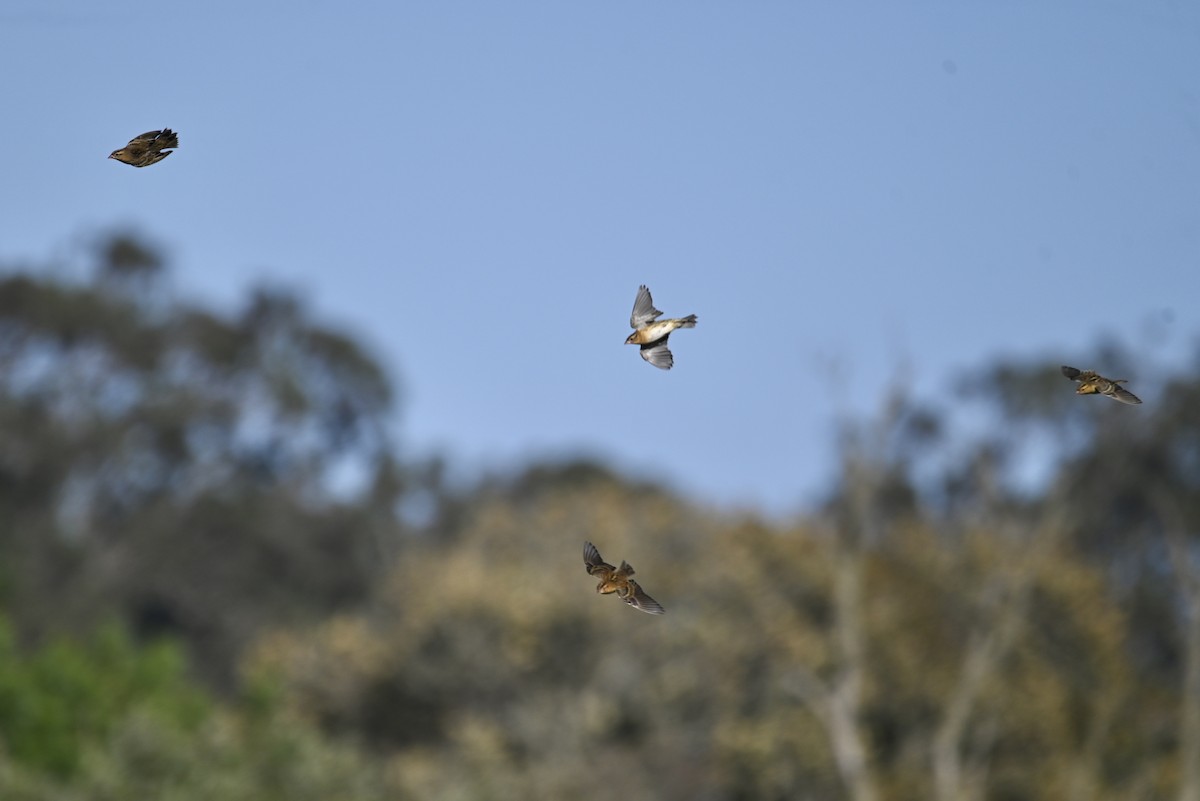 bobolink - ML609336521