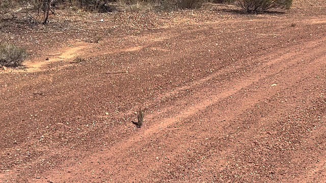 Painted Buttonquail - ML609336529