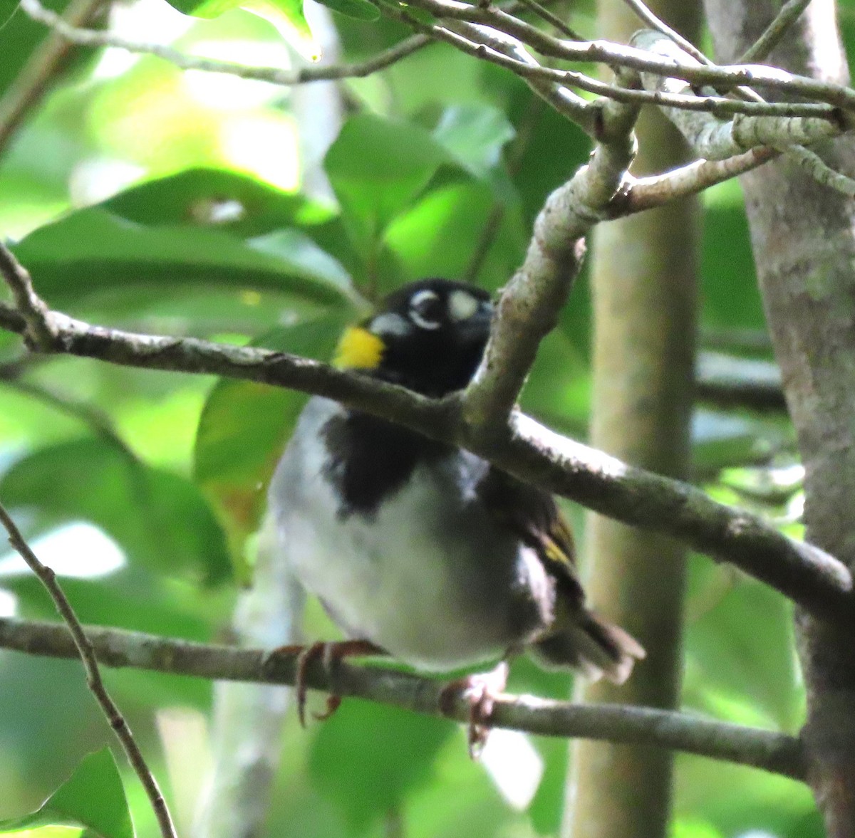 White-eared Ground-Sparrow - ML609336666