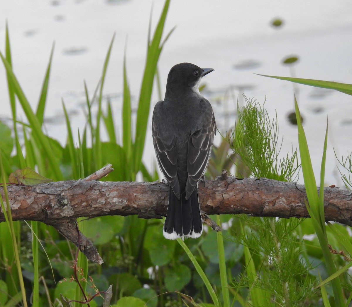 Eastern Kingbird - ML60933671