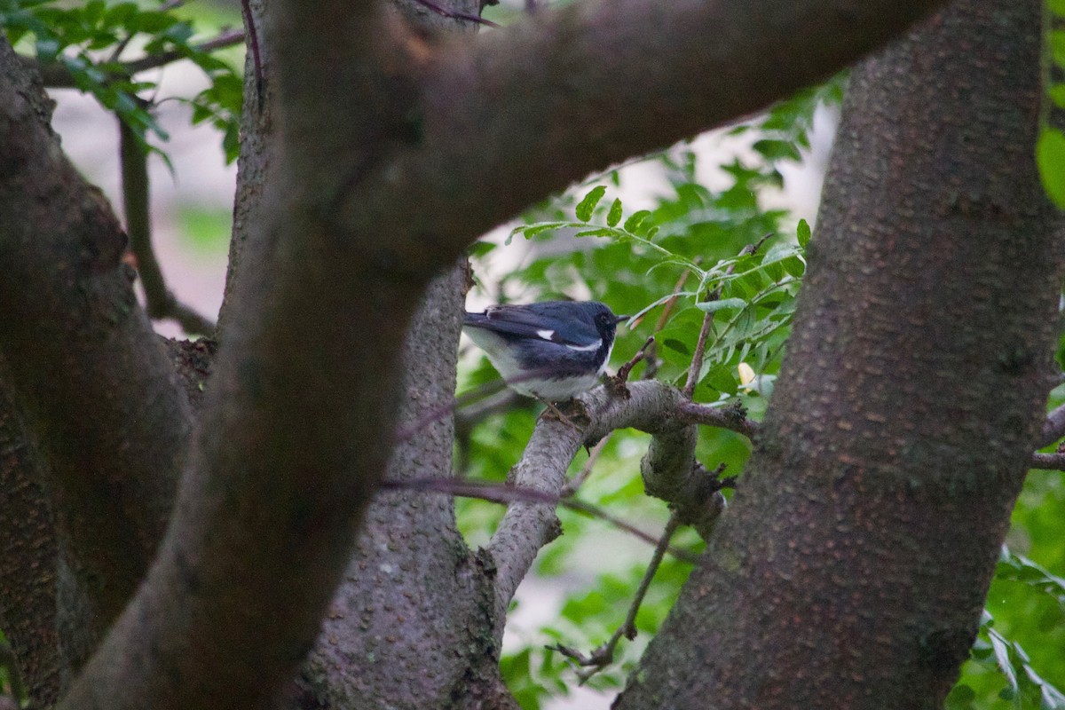 Black-throated Blue Warbler - ML609336762