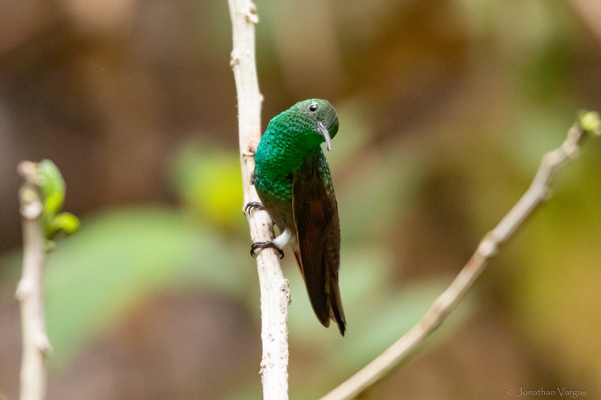 kolibřík mexický - ML609336794