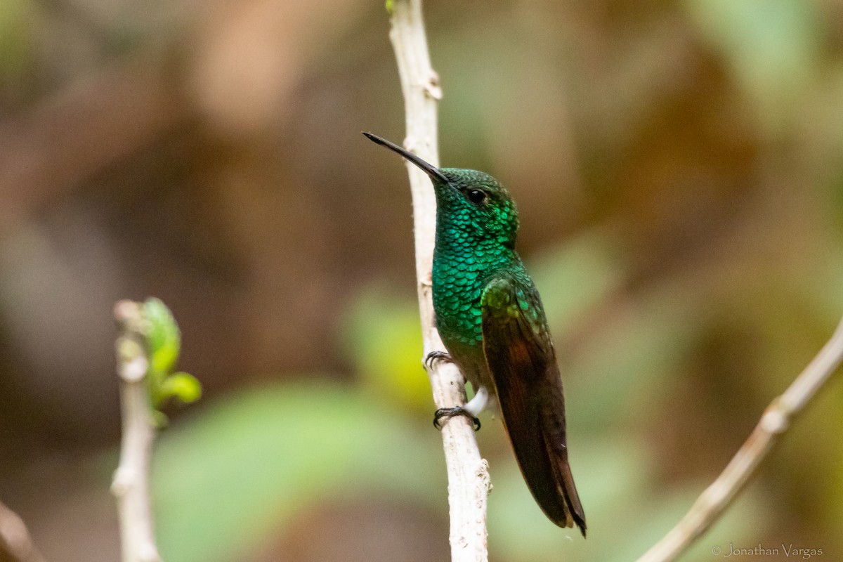 kolibřík mexický - ML609336796