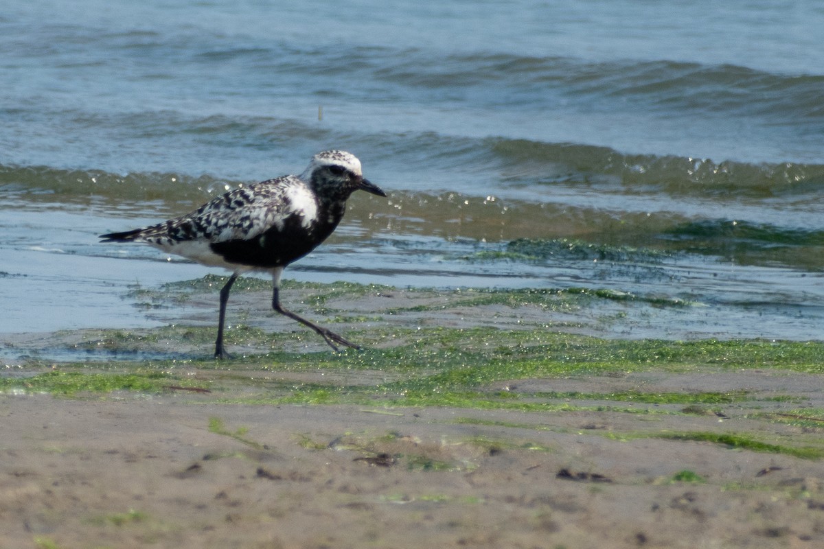 Black-bellied Plover - ML609336816