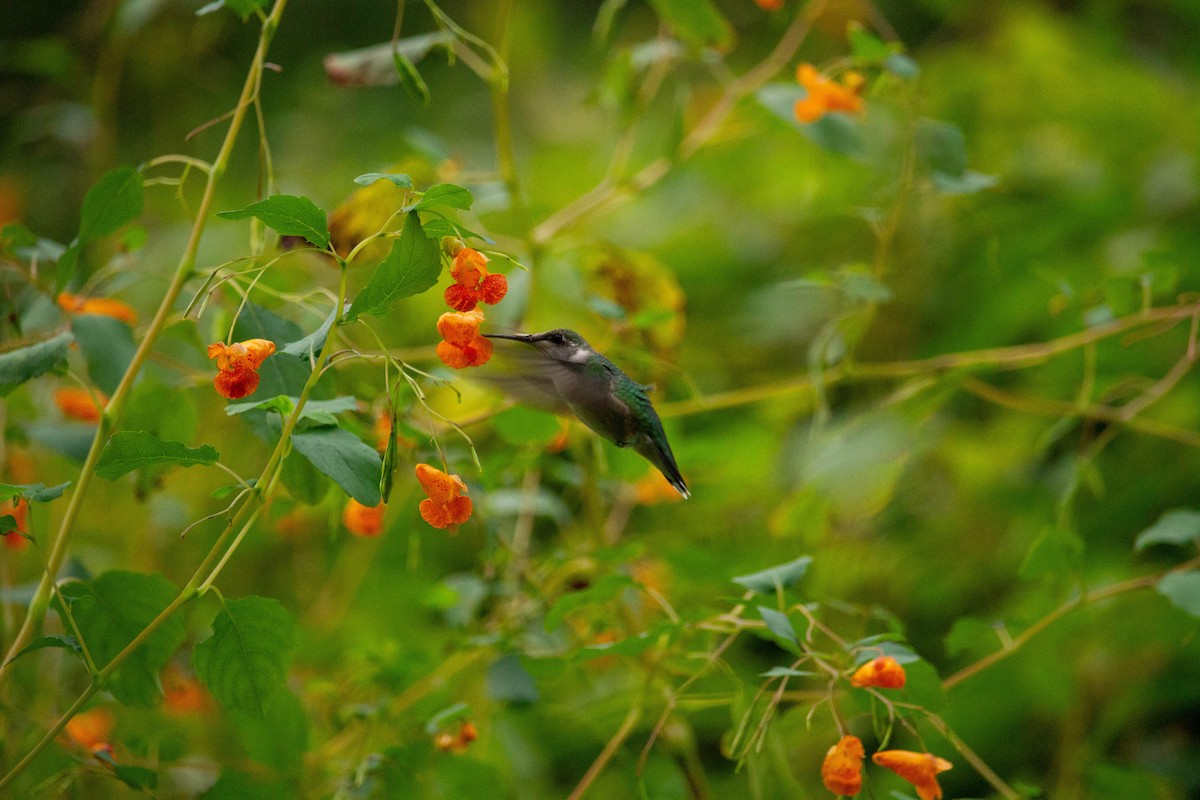 Ruby-throated Hummingbird - ML609336821