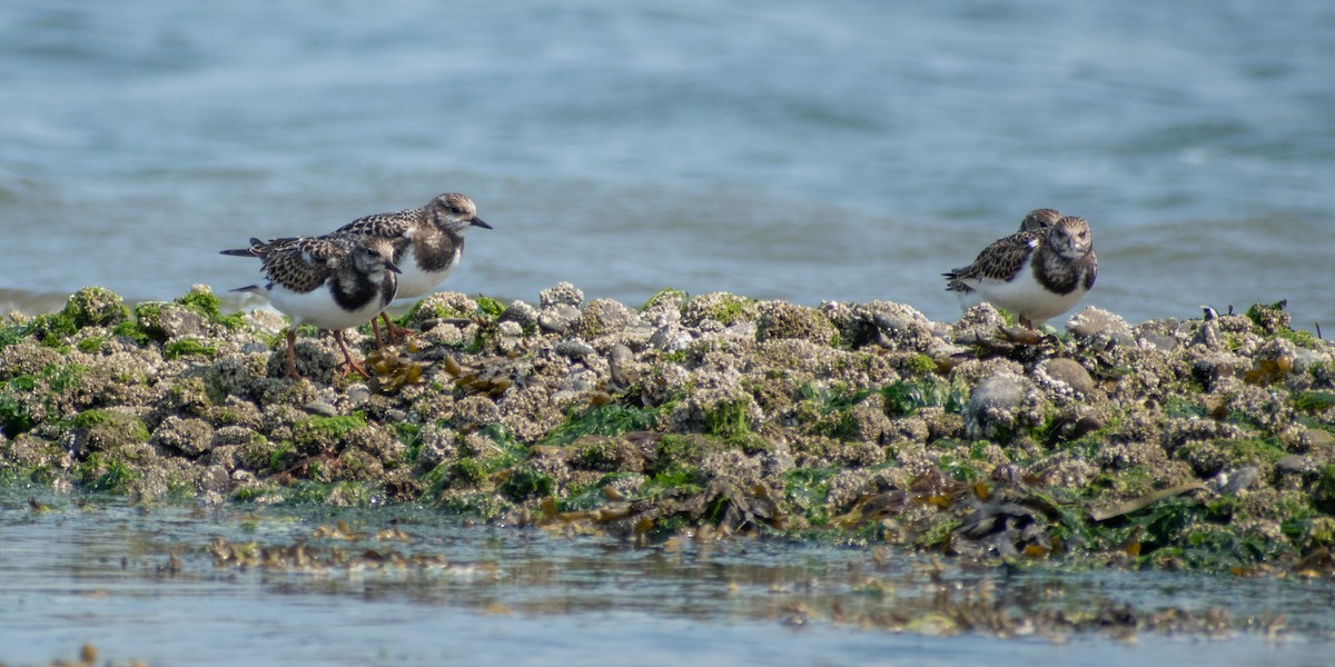 Ruddy Turnstone - ML609336842