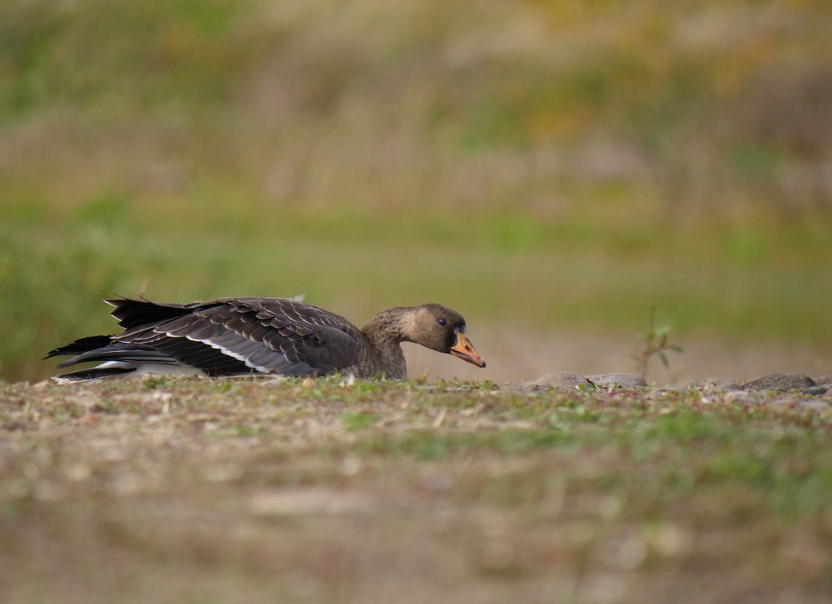 Greater White-fronted Goose - ML609336848