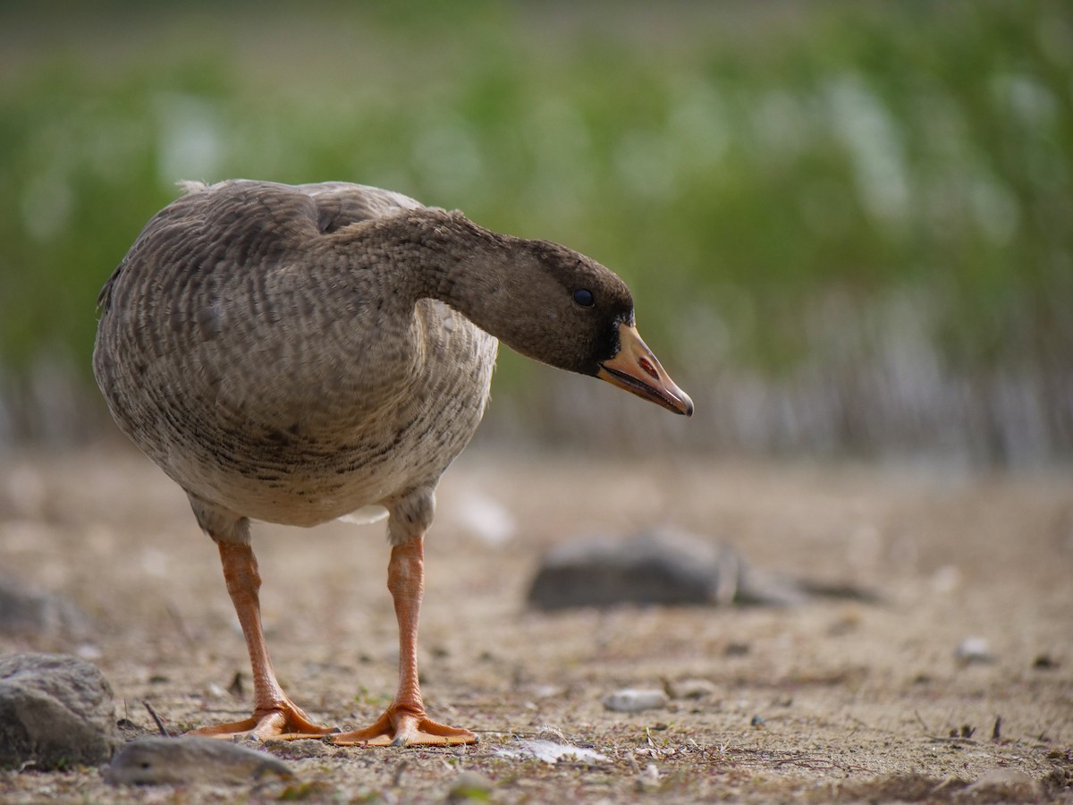 Greater White-fronted Goose - ML609336849