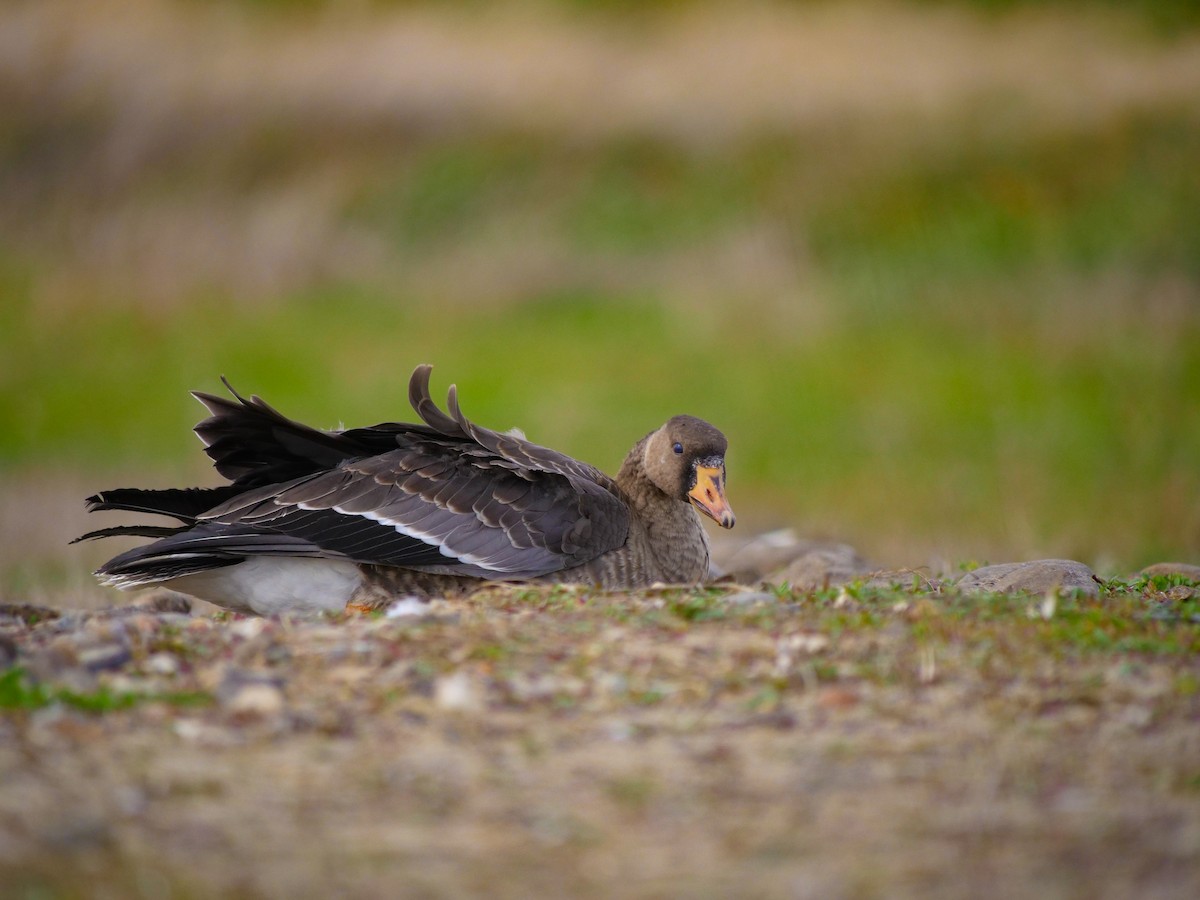 Greater White-fronted Goose - ML609336850