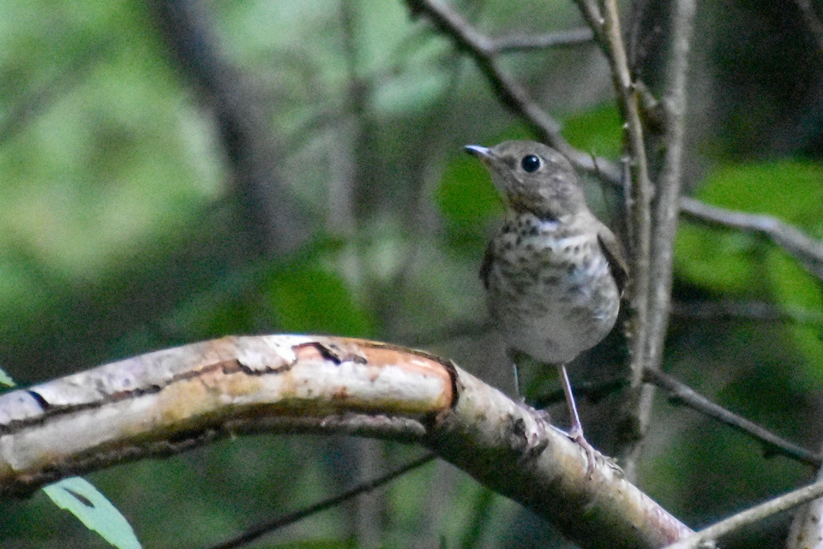 Swainson's Thrush (Russet-backed) - ML609336887