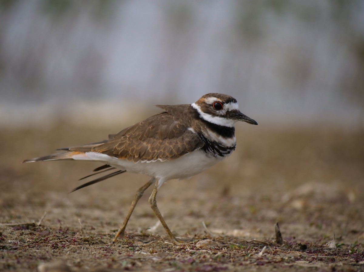 Killdeer - Bob Izumi