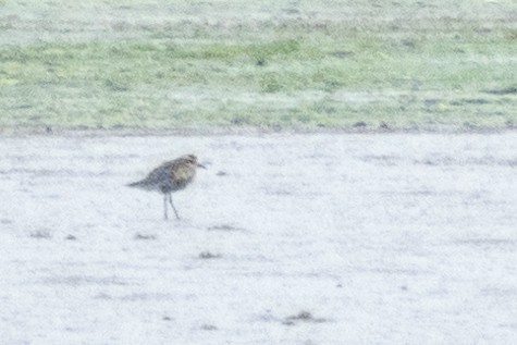 Pacific Golden-Plover - ML609336969