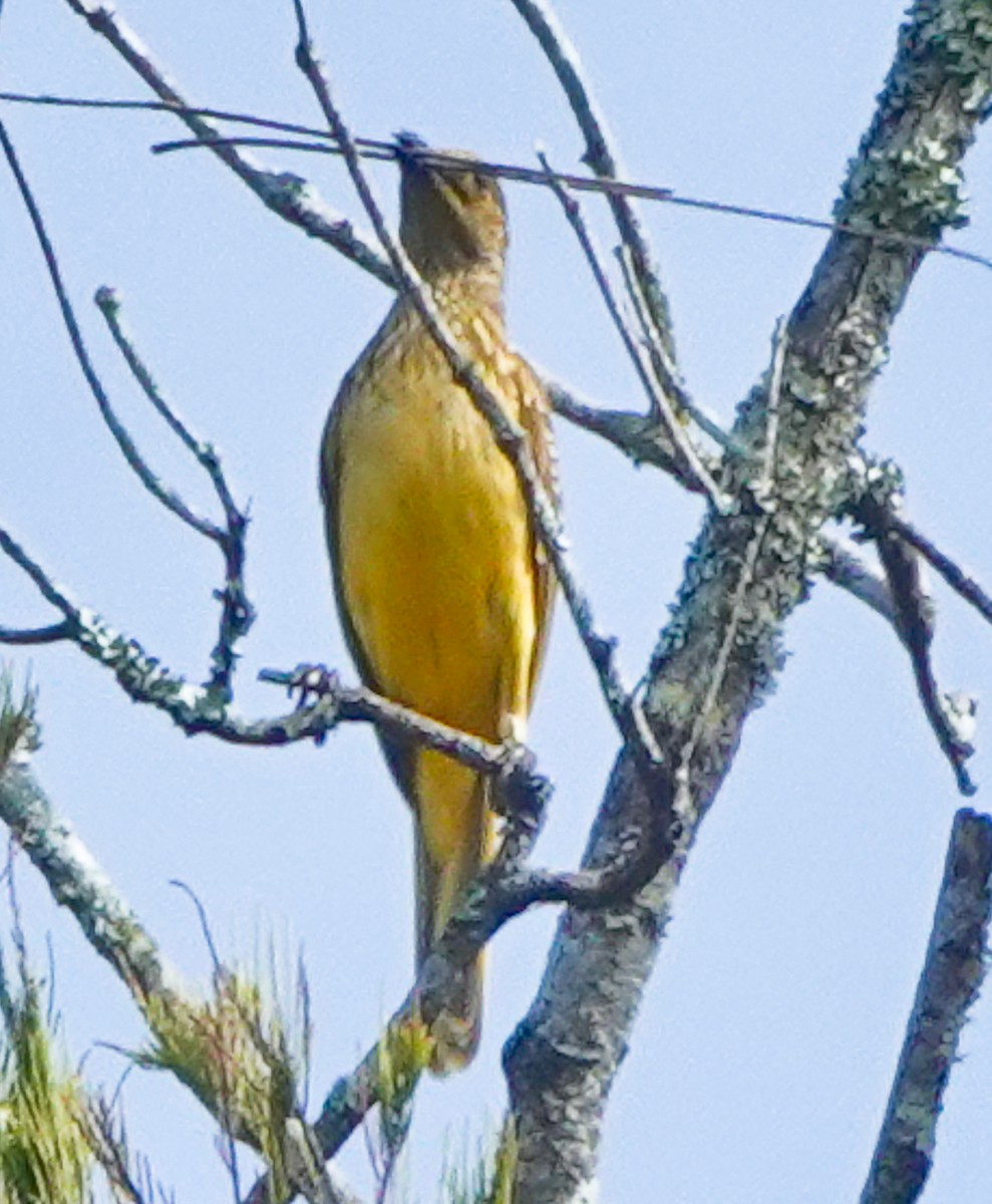 Yellow-breasted Bowerbird - ML609337088