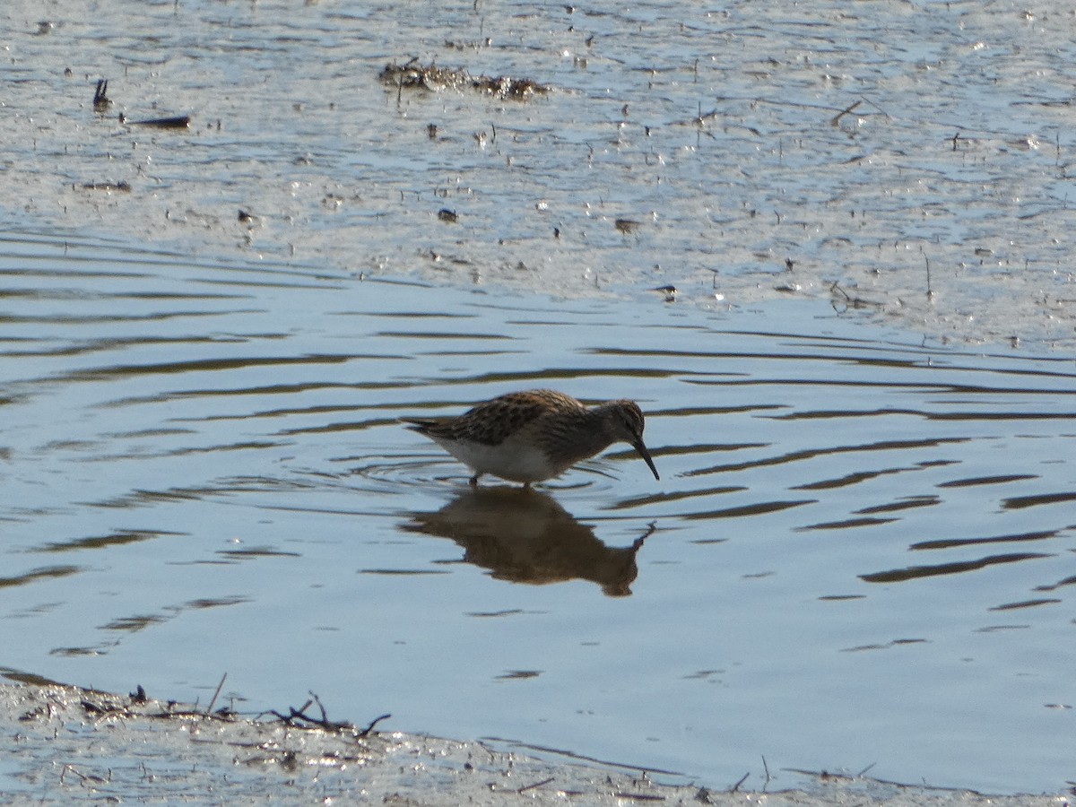 Pectoral Sandpiper - ML609337125