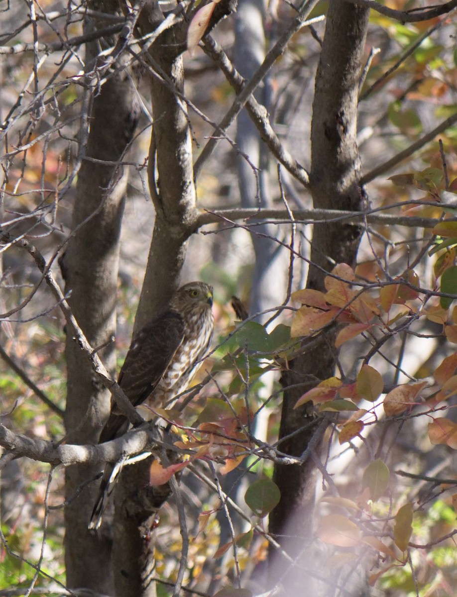 Sharp-shinned Hawk - ML609337200