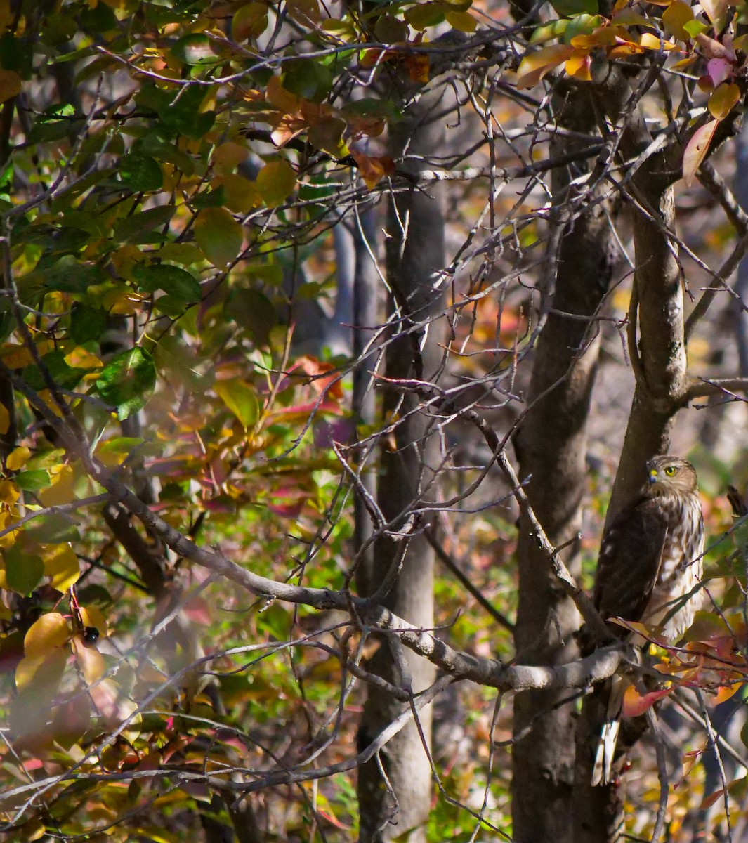 Sharp-shinned Hawk - ML609337201