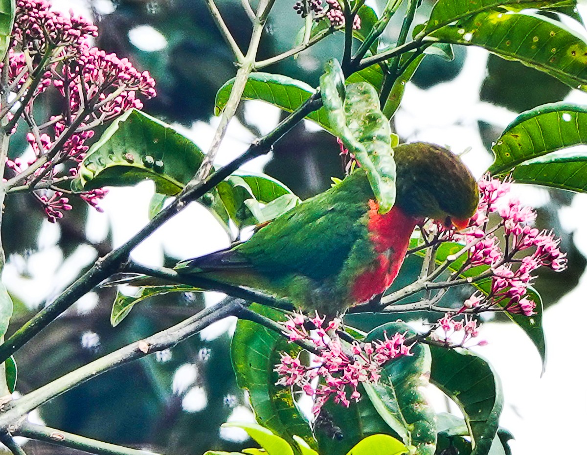 Orange-billed Lorikeet - ML609337220