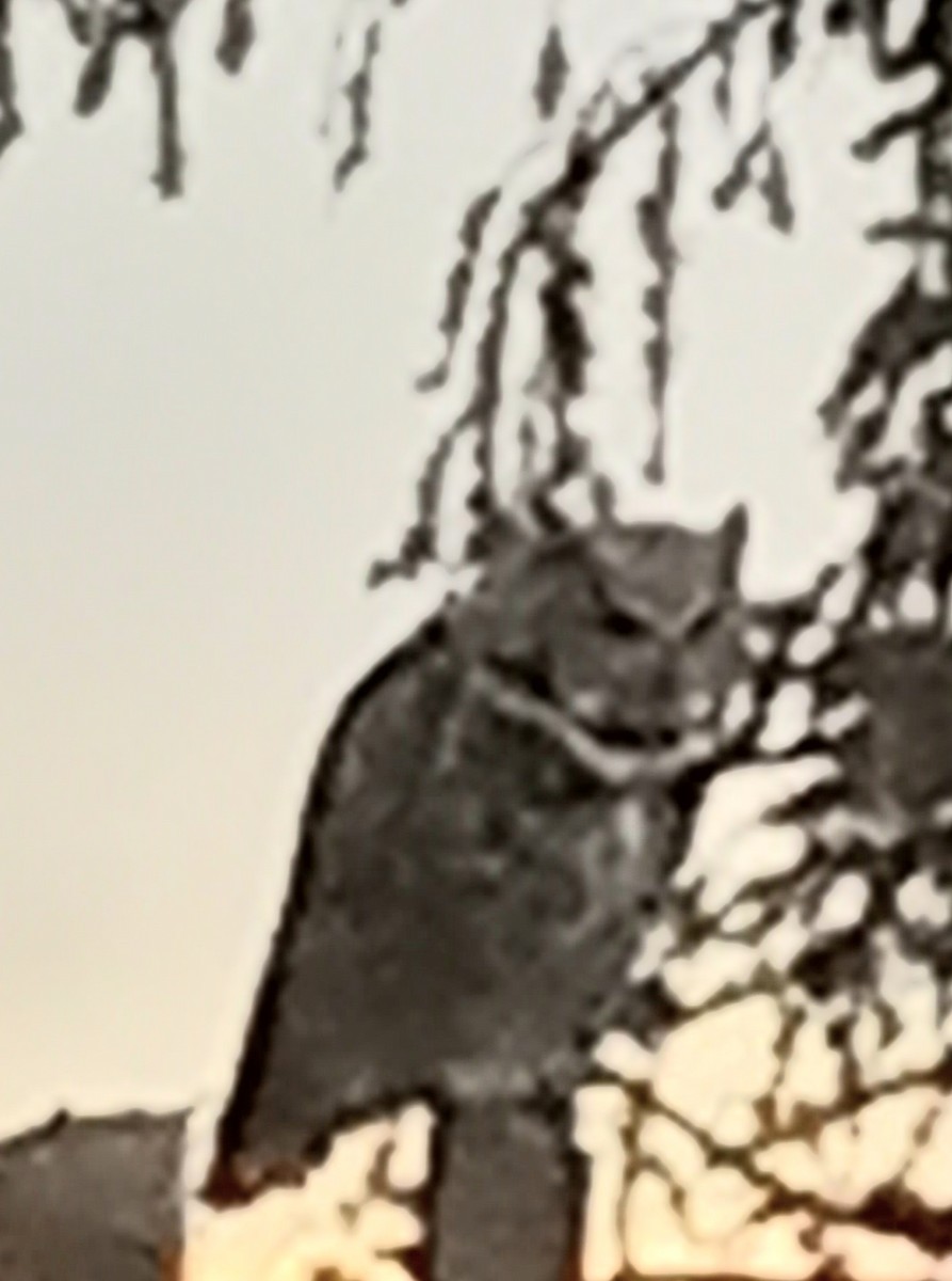 Great Horned Owl - ML609337285