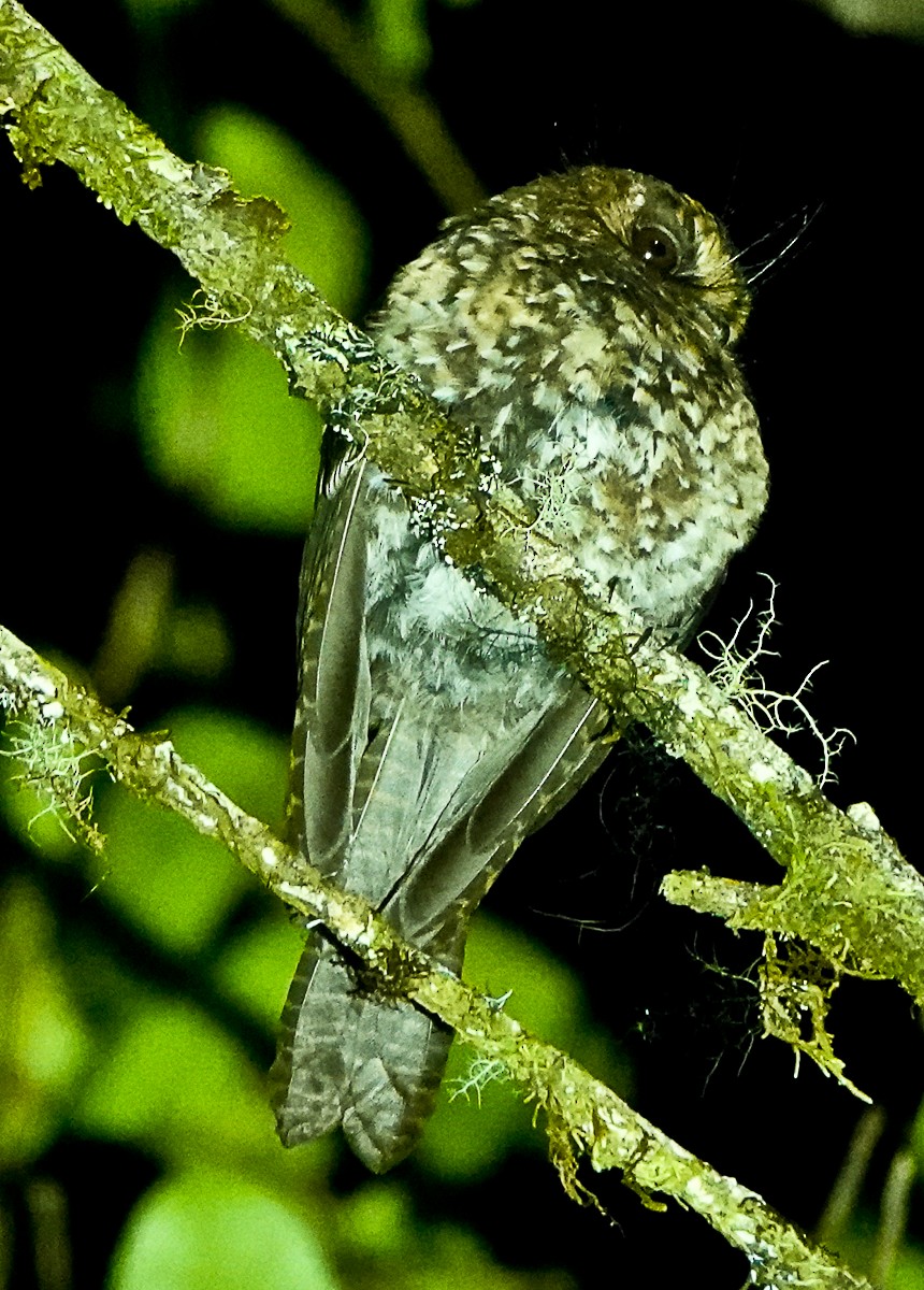 Mountain Owlet-nightjar - Arden Anderson