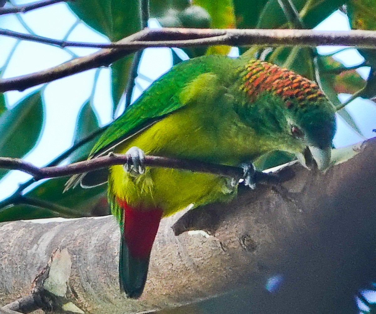 マダラガシラインコ - ML609337473