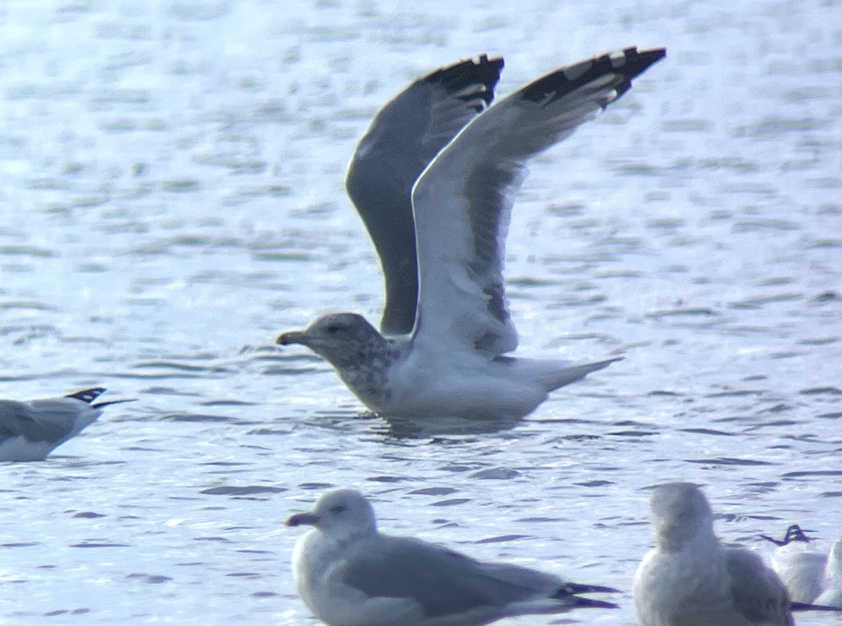 Gaviota Argéntea - ML609337555