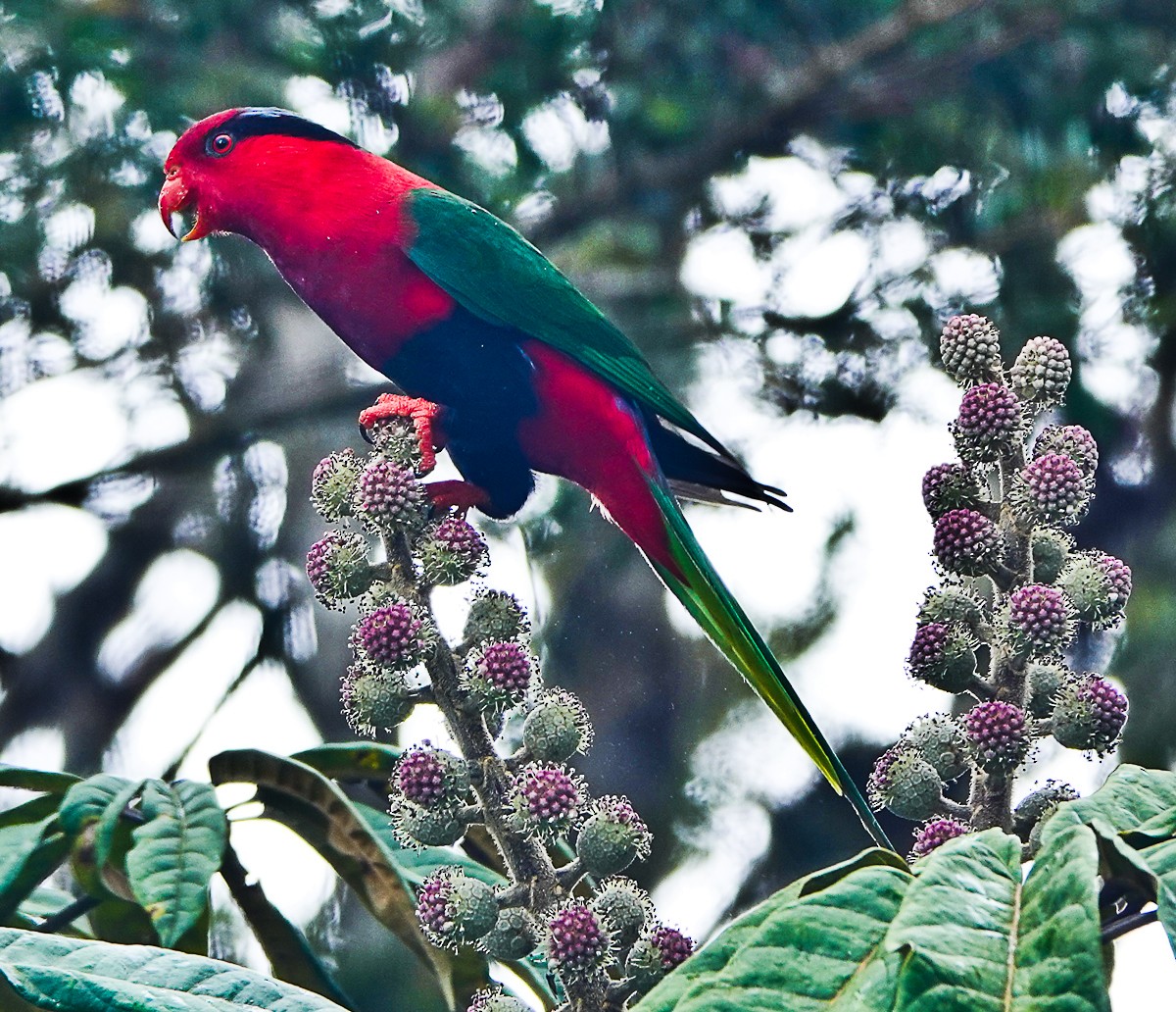 Stella's Lorikeet - Arden Anderson