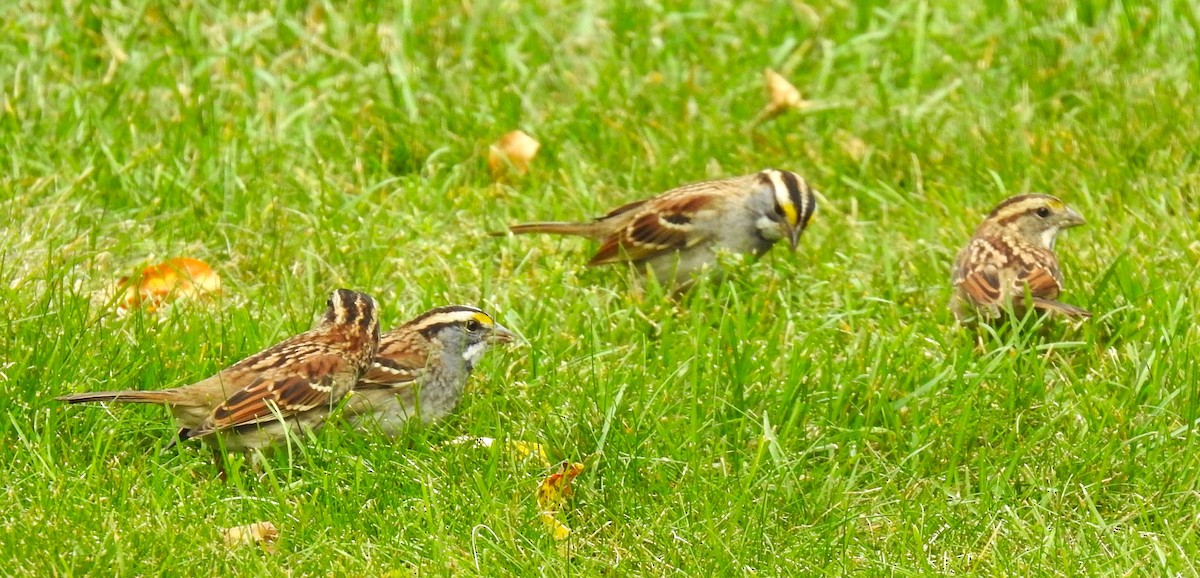 White-throated Sparrow - ML609337712