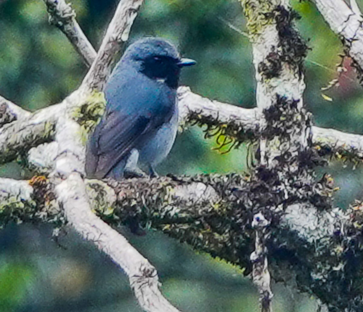 Black-throated Robin - ML609337805