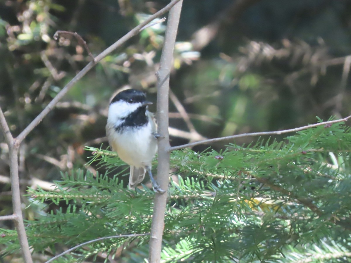 Black-capped Chickadee - ML609337826