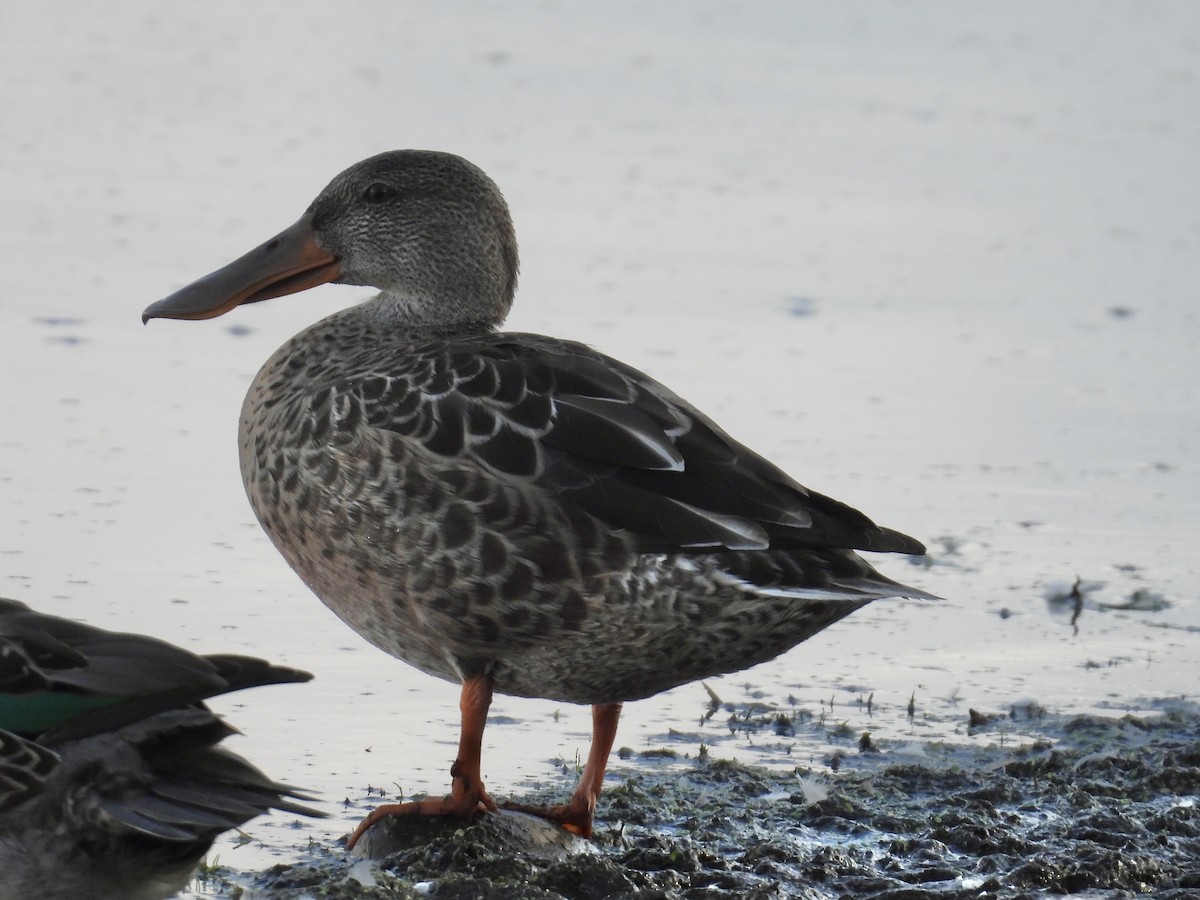 Northern Shoveler - Jae Flaherty