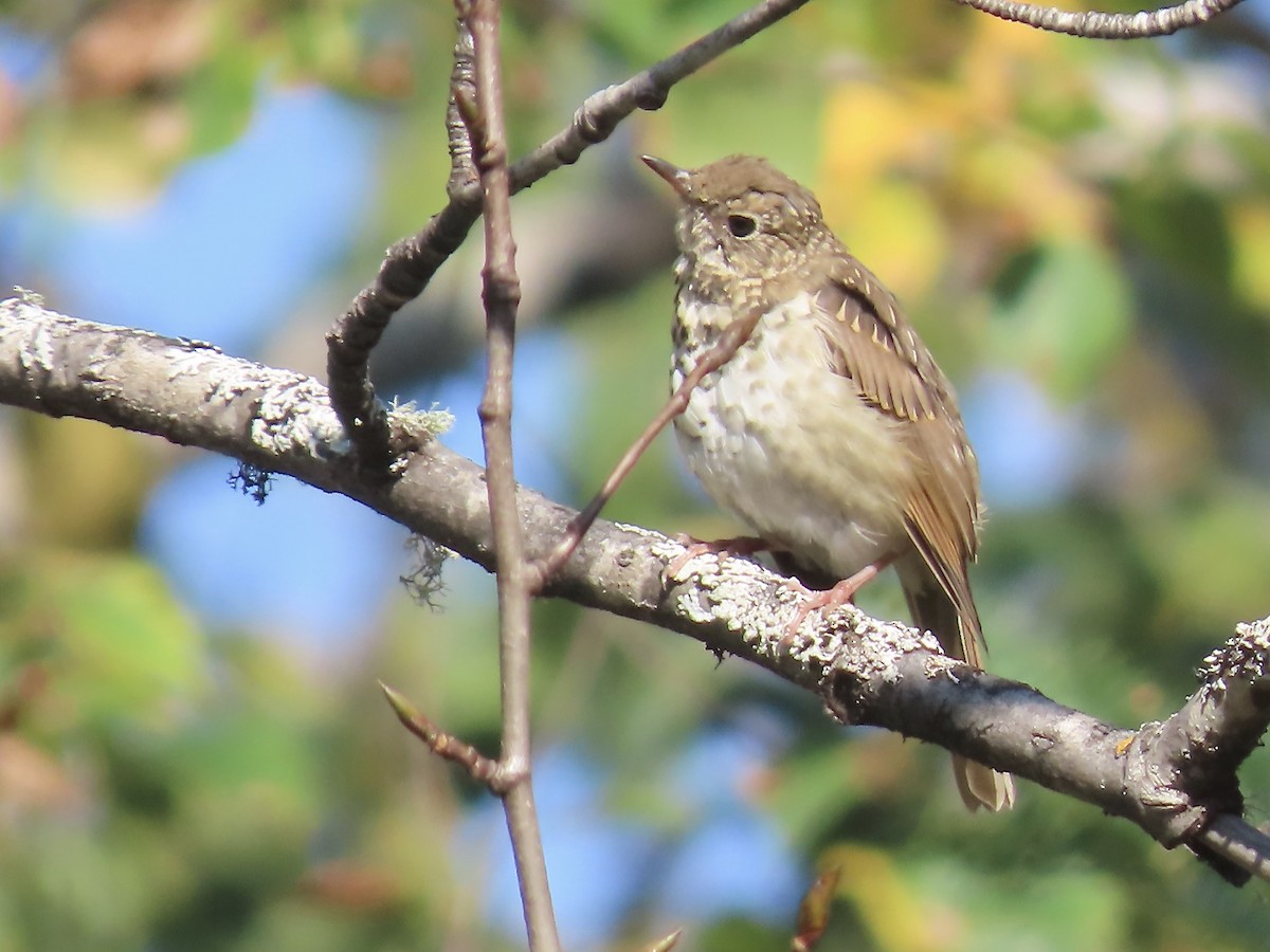 Hermit Thrush - ML609337886