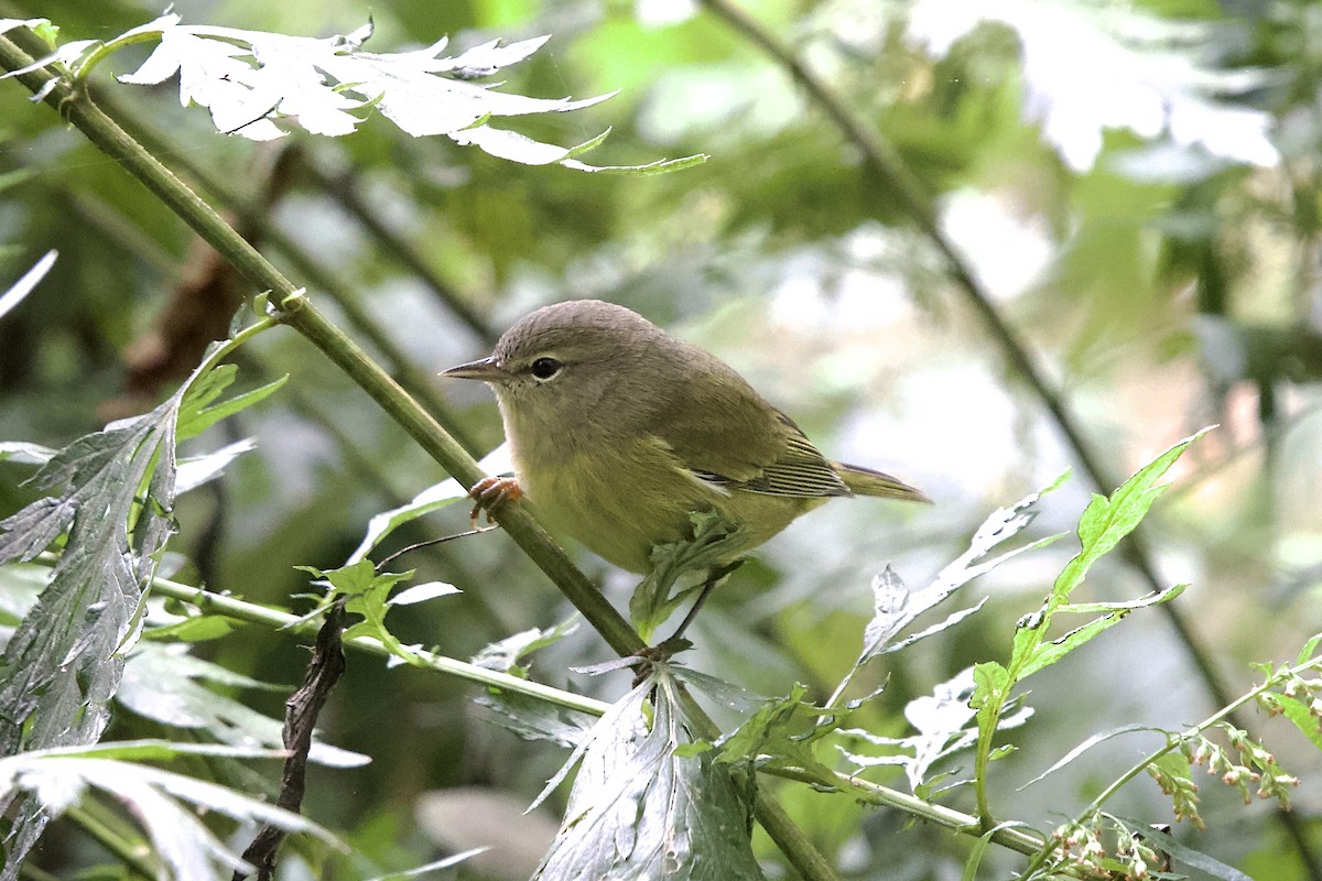 Orange-crowned Warbler - ML609337889