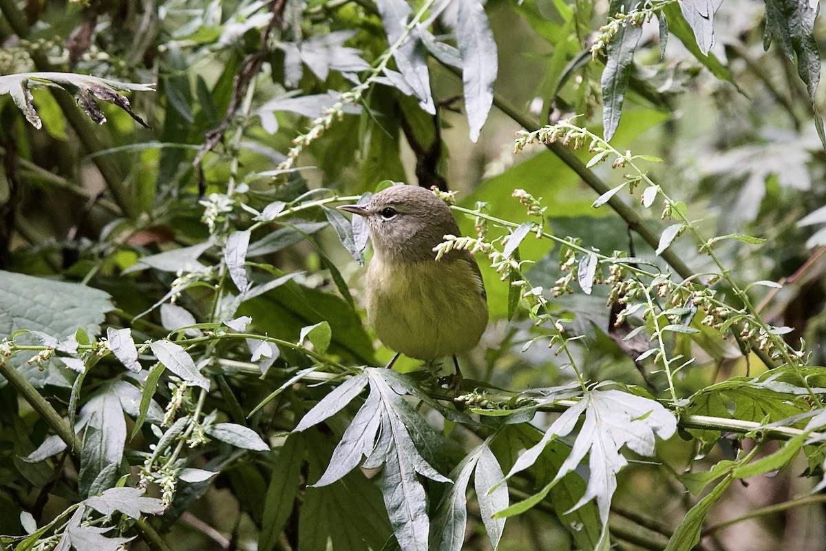 Orange-crowned Warbler - ML609337890