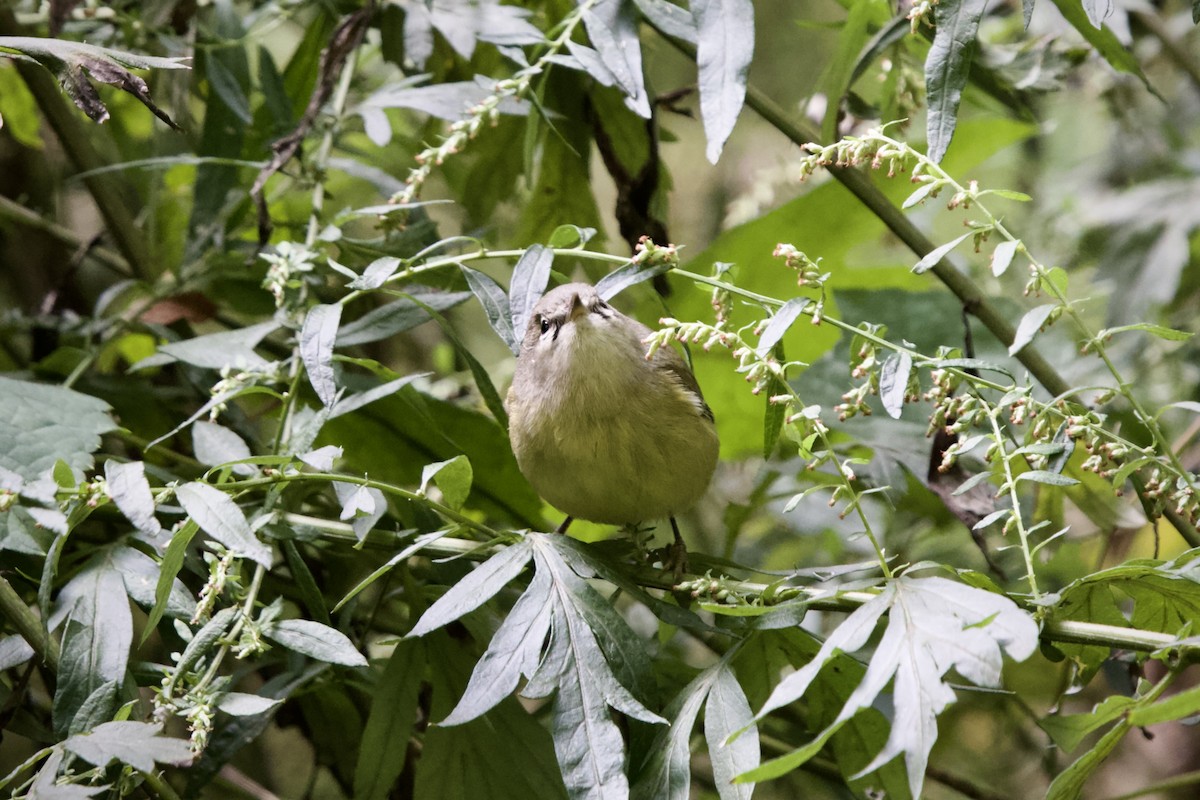 Orange-crowned Warbler - ML609337891