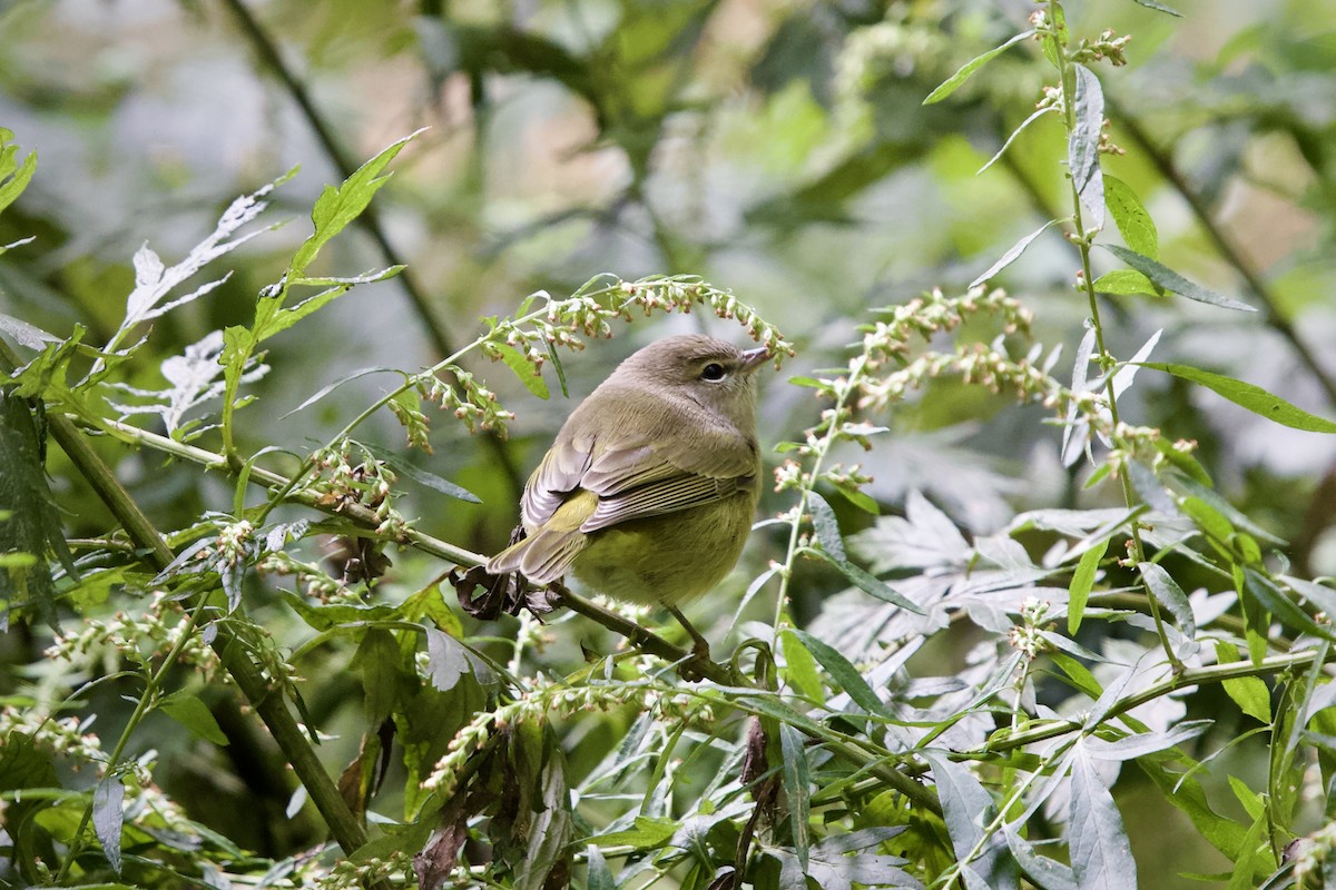 Orange-crowned Warbler - ML609337892