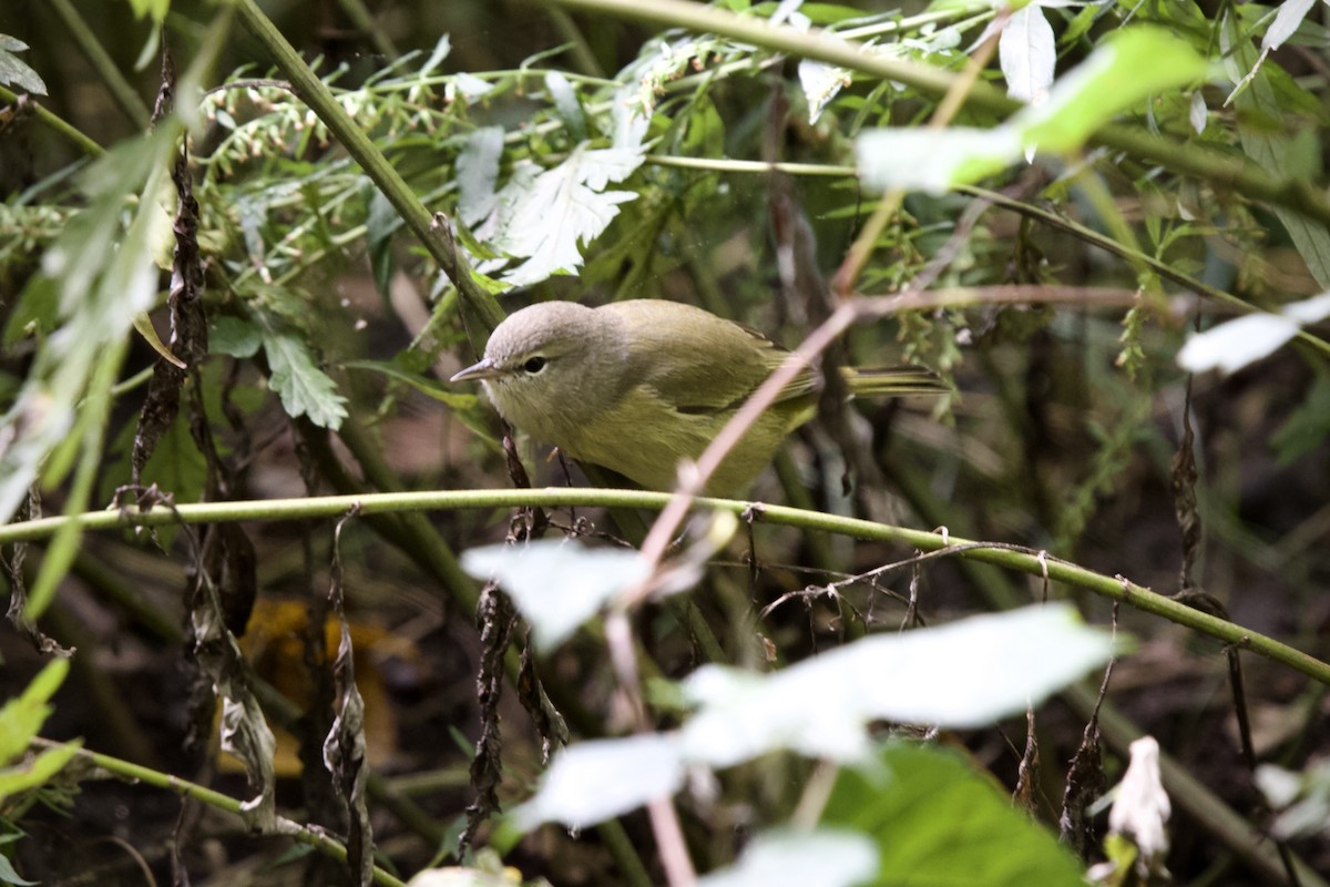 Orange-crowned Warbler - ML609337895