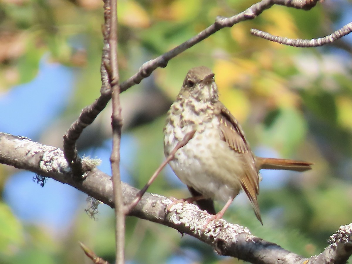 Hermit Thrush - ML609337896