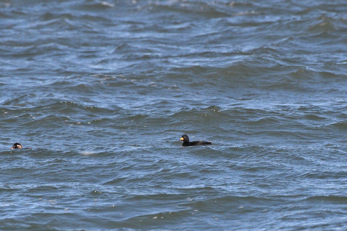 Black Scoter - ML609337916