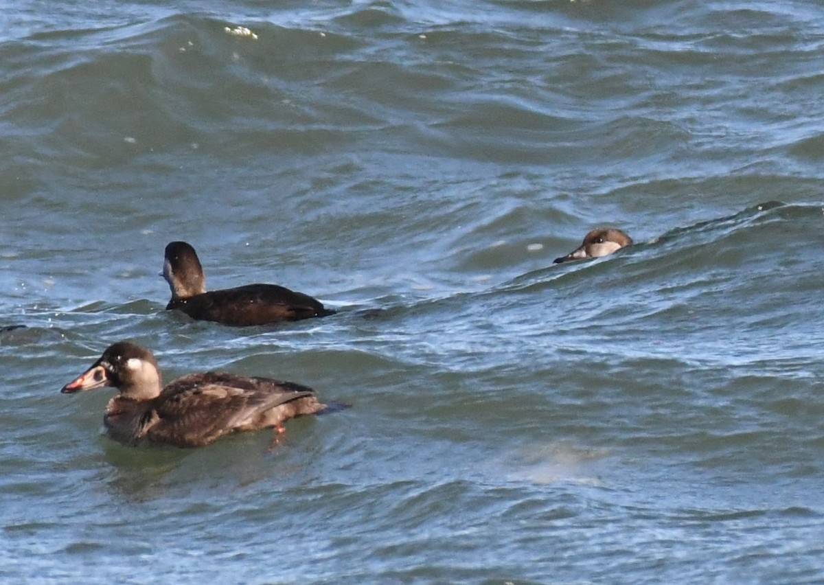 Surf Scoter - Daniel Bailey